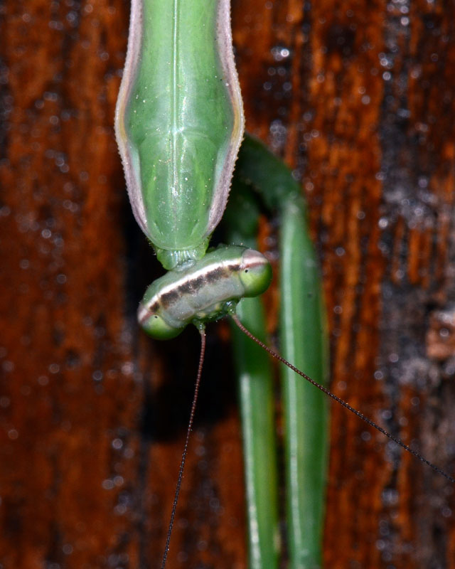 Mantis religiosa ?